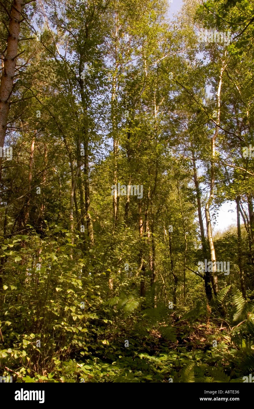 klowes kent Clowes woods Kent Part of the woodland area know as the Blean an ancient  woodland Stock Photo