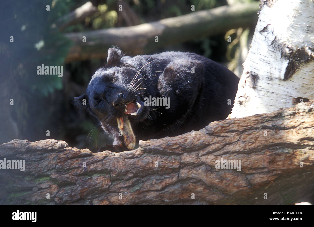 Black leopard animal hi-res stock photography and images - Alamy