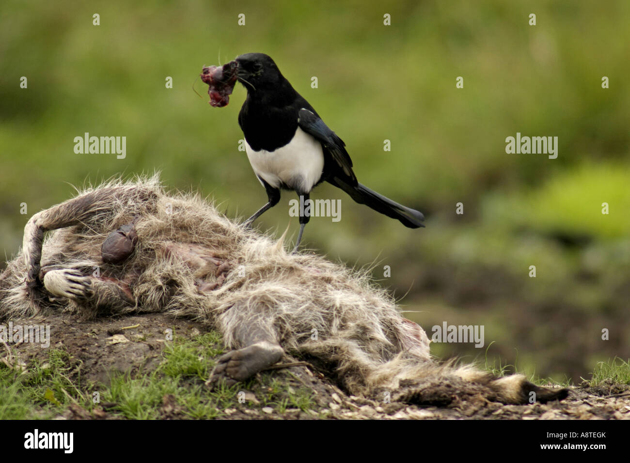 black-billed magpie (Pica pica), feeding on dead raccoon, Germany, Mecklenburg-Western Pomerania Stock Photo