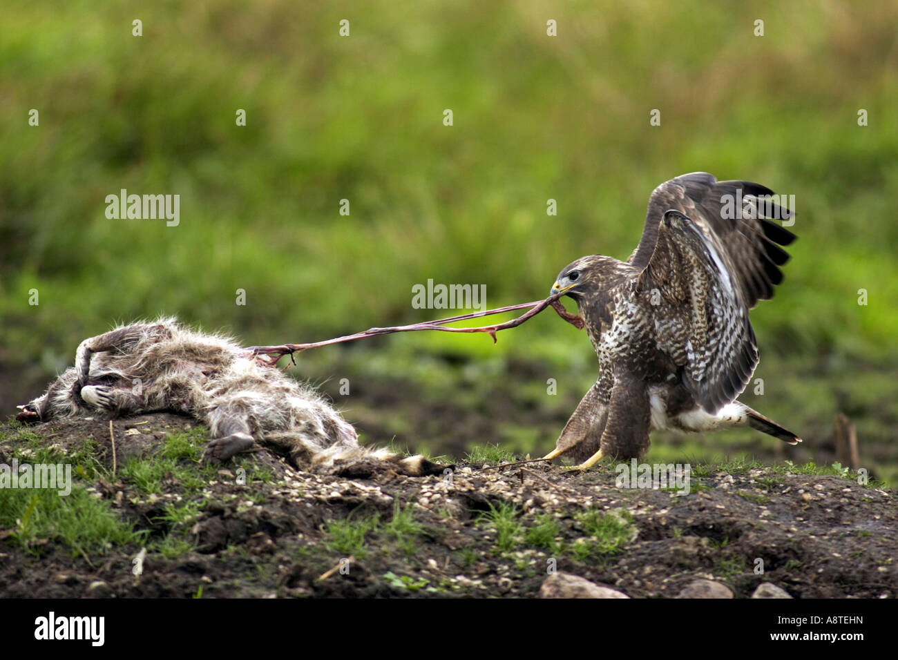 Eurasian buzzard (Buteo buteo), feeding on dead raccoon, Germany, Mecklenburg-Western Pomerania Stock Photo