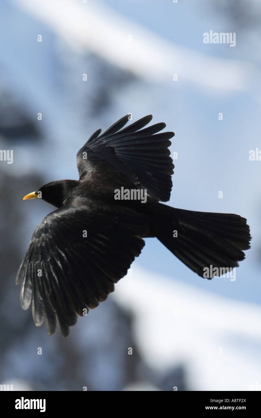 alpine chough (Pyrrhocorax graculus), flying, Switzerland Stock Photo