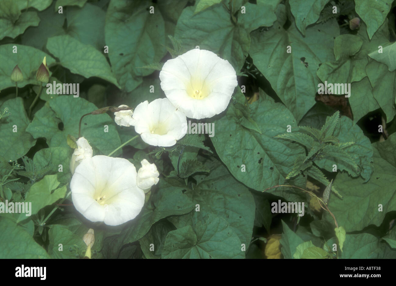 Hedge convolvulus hi-res stock photography and images - Alamy
