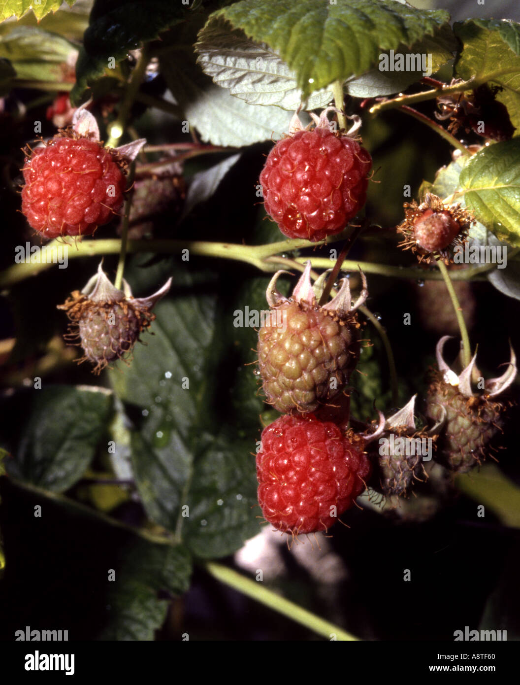 Raspberries fruit hi-res stock photography and images - Alamy