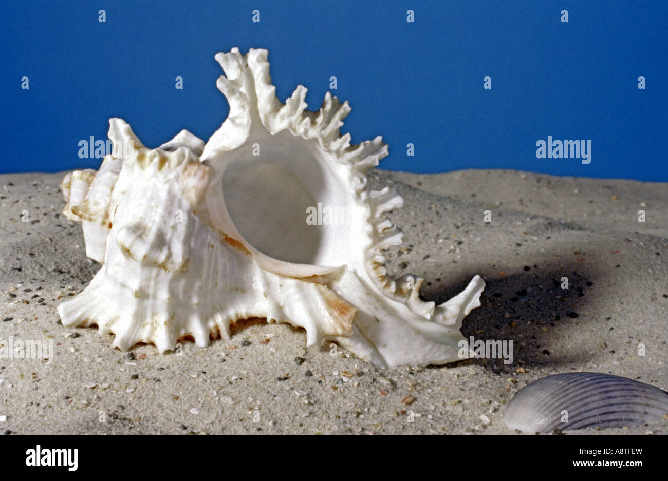 Florida fighting conch (Strombus alatus), snailshell Stock Photo Alamy