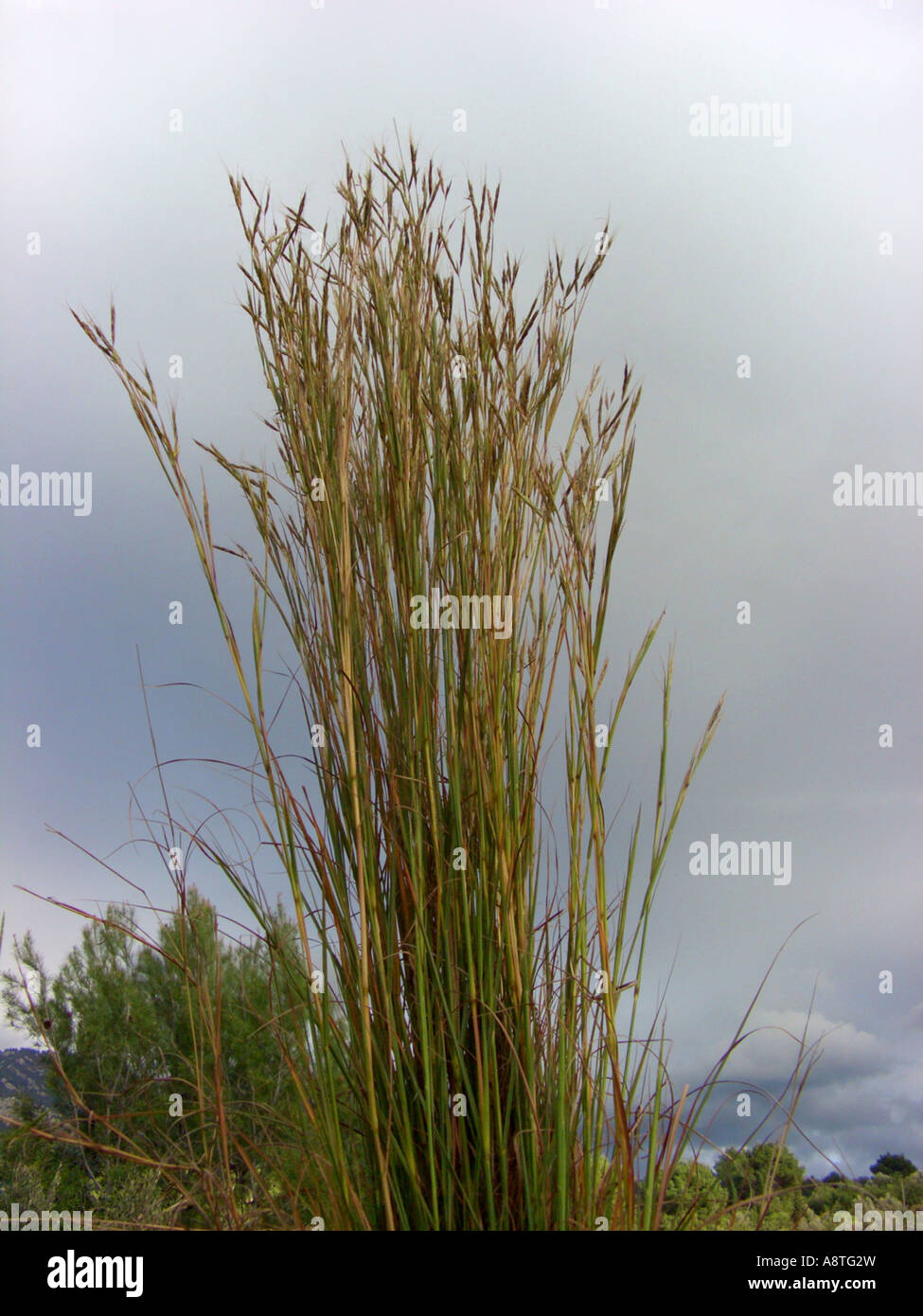 Thatching grass, Thatch grass, Coolatai grass (Hyparrhenia hirta, Andropogon hirtus), blooming, Spain, Balearen, Majorca Stock Photo