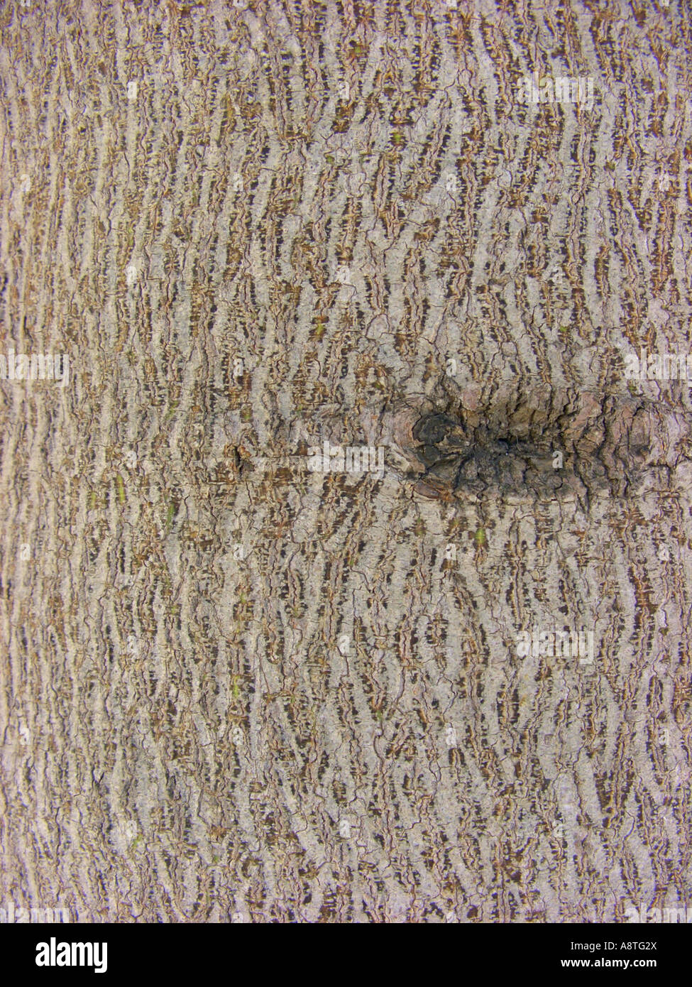 bottle tree (Brachychiton populneus), bark Stock Photo