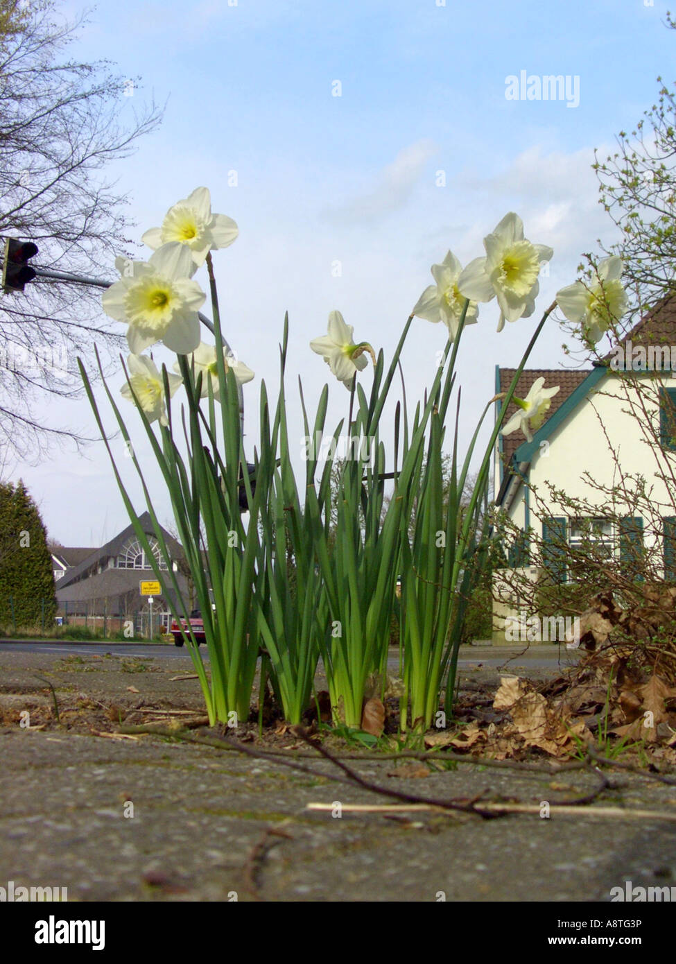 daffodil (Narcissus x incomparabilis, Narcissus incomparabilis (N. poeticus x pseudonarcissus)), blooming in a flowerbed at a s Stock Photo