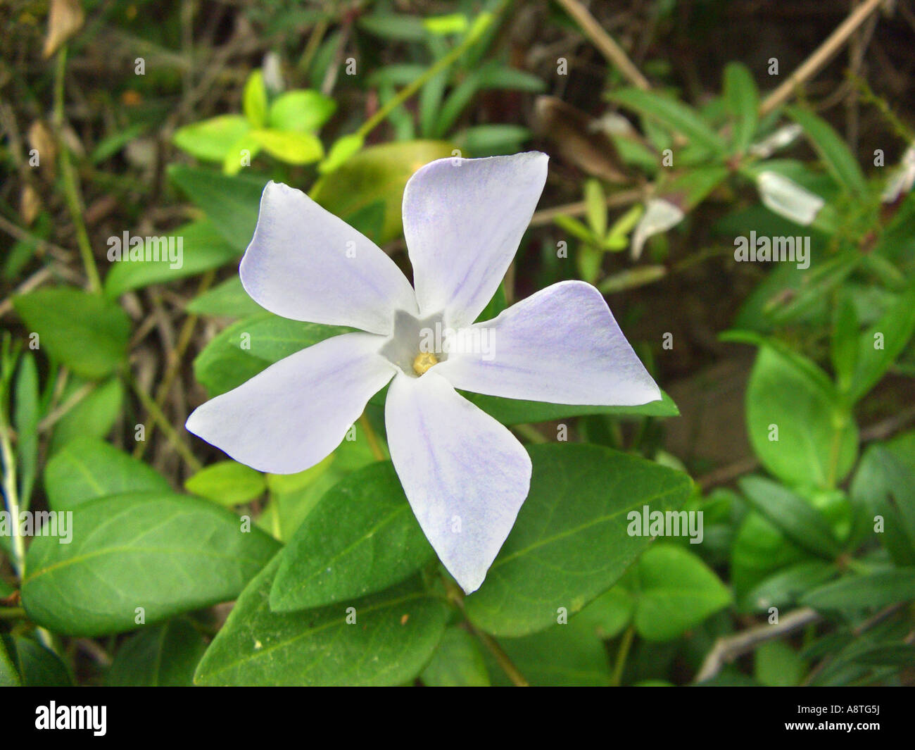 Intermediate Periwinkle (Vinca difformis), flower, Spain, Balearen, Majorca Stock Photo