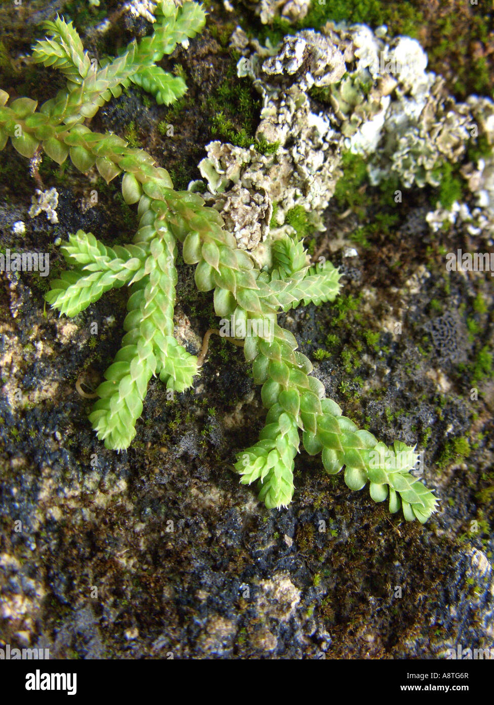 Toothed Clubmoss, Clubmoss, Denticulate selaginella, Denticulate spikemoss (Selaginella denticulata), sprouts, Spain, Balearen, Stock Photo