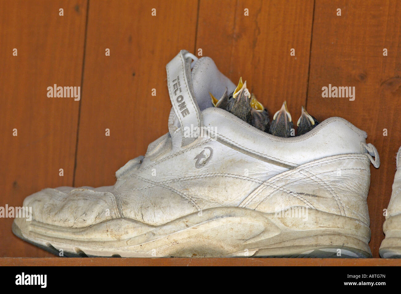 nest in a gym shoe, Germany Stock Photo 