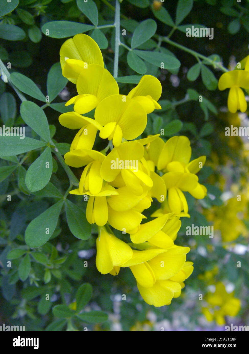 Canary broom, genista, Florist's Genista (Teline canariensis, Cytisus