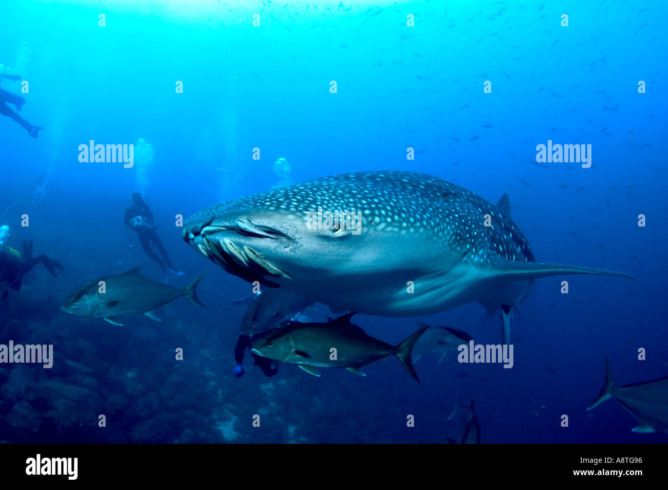 Baby whale sharks hi-res stock photography and images - Alamy