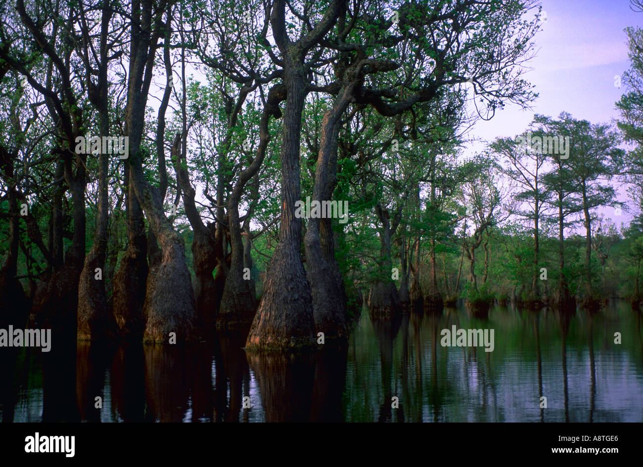 A grove of Cypress and Gum trees grows in Merchants Millpond State Park