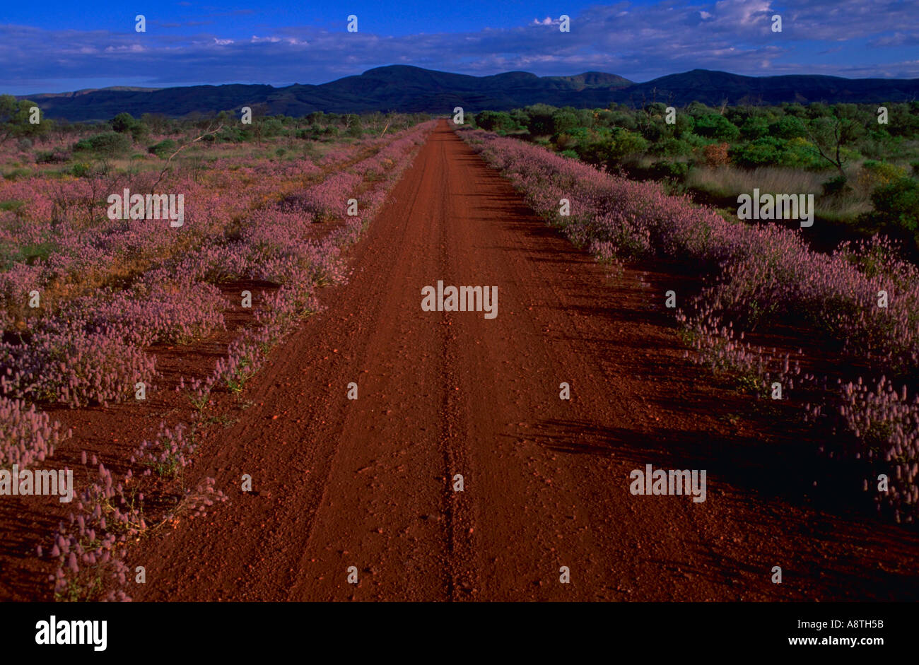 An outback road travels off to the horizon in the Pilbara Region North of Tom Price in Western Australia Australia Stock Photo