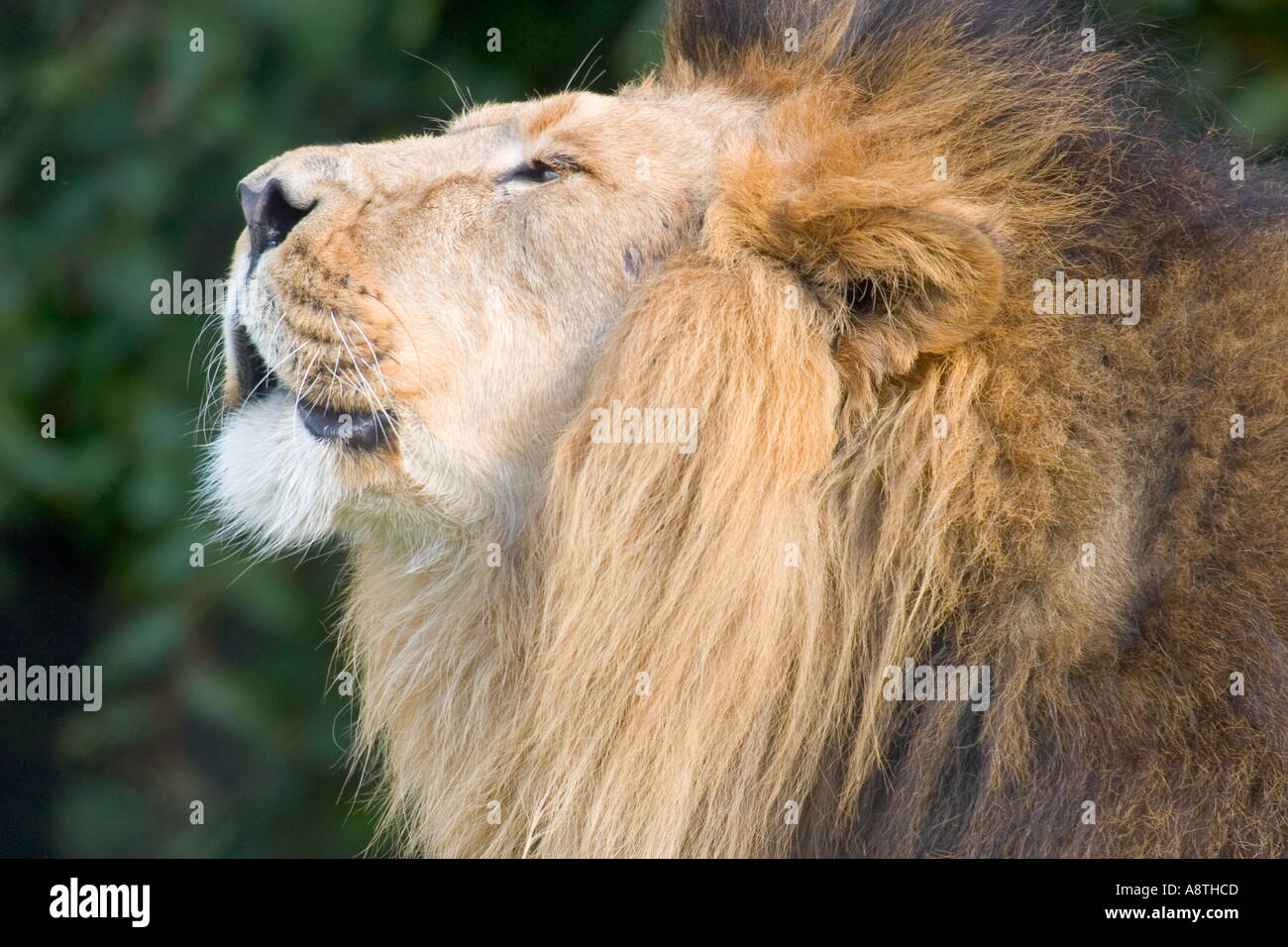 Asian Lion calling Stock Photo