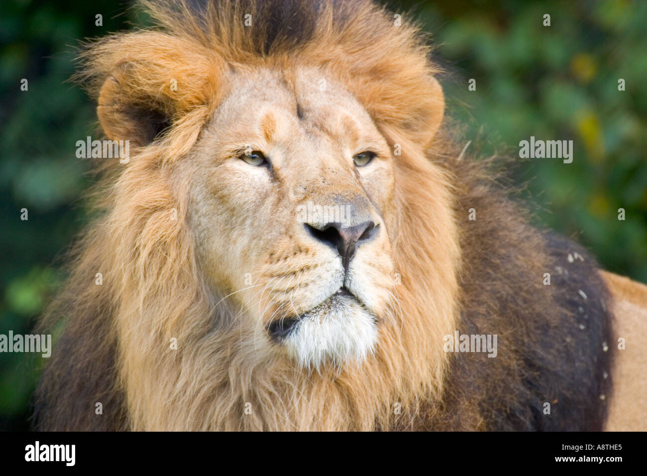 Asian Lion Stock Photo