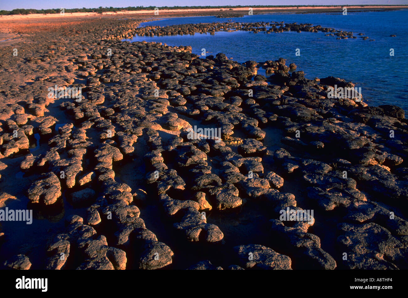 Aerial view of stromatolites in the Shark Bay World Heritage Area in ...