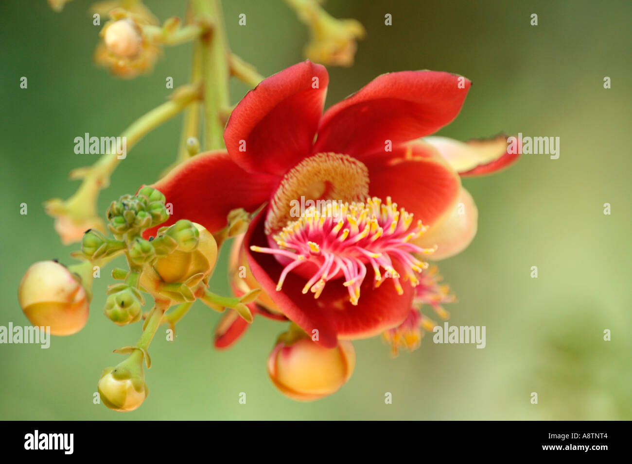 Sarpagandhi, the medicinal flower Stock Photo