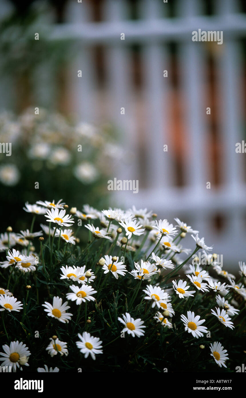 MARGUERITE DAISY GROWING IN GARDEN NEAR PICKET FENCE HALF HARDY PLANT