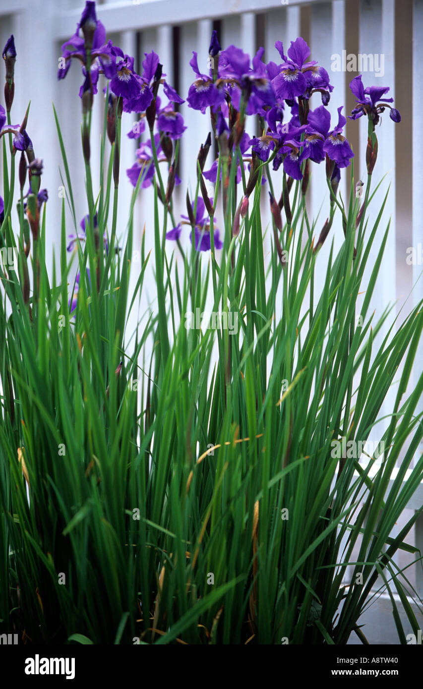 BLUE IRIS PLANT GROWING IN GARDEN NEAR PICKET FENCE Stock Photo Alamy