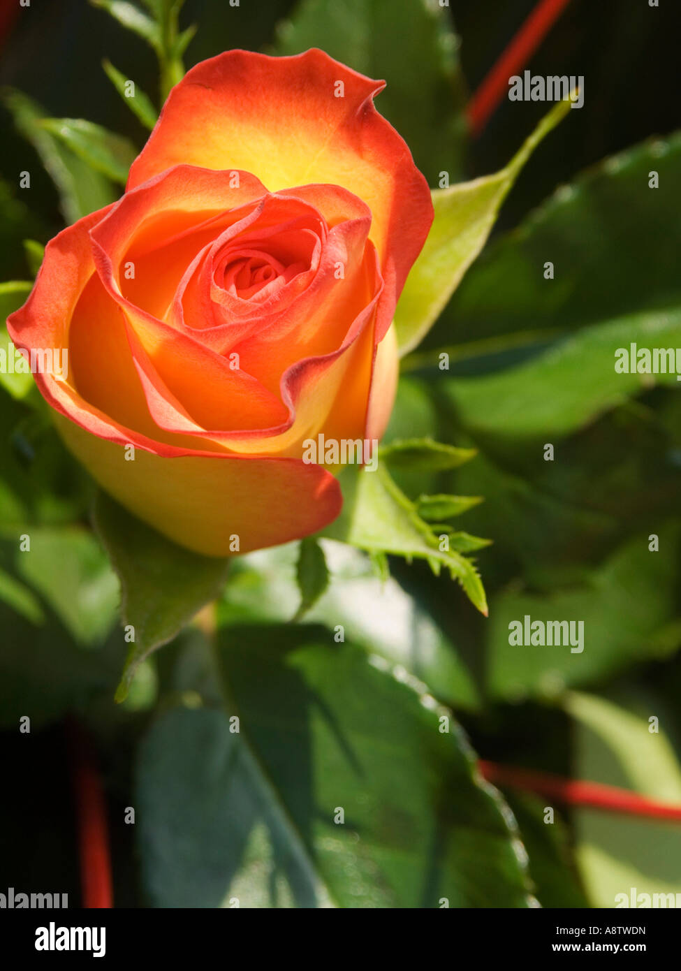 rose close up Stock Photo - Alamy