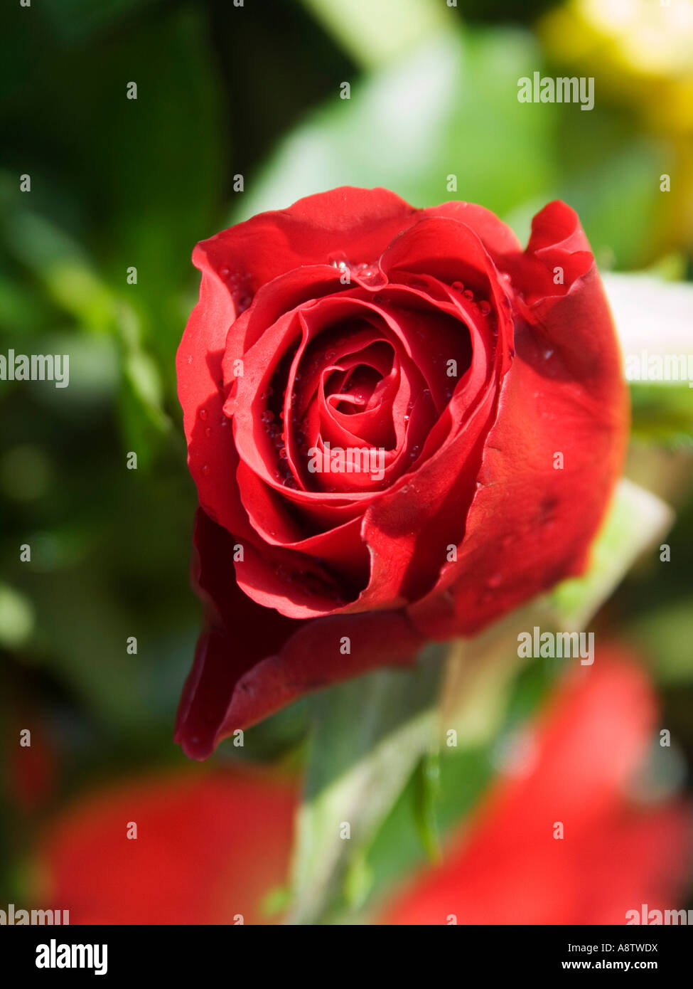 red rose close up Stock Photo - Alamy