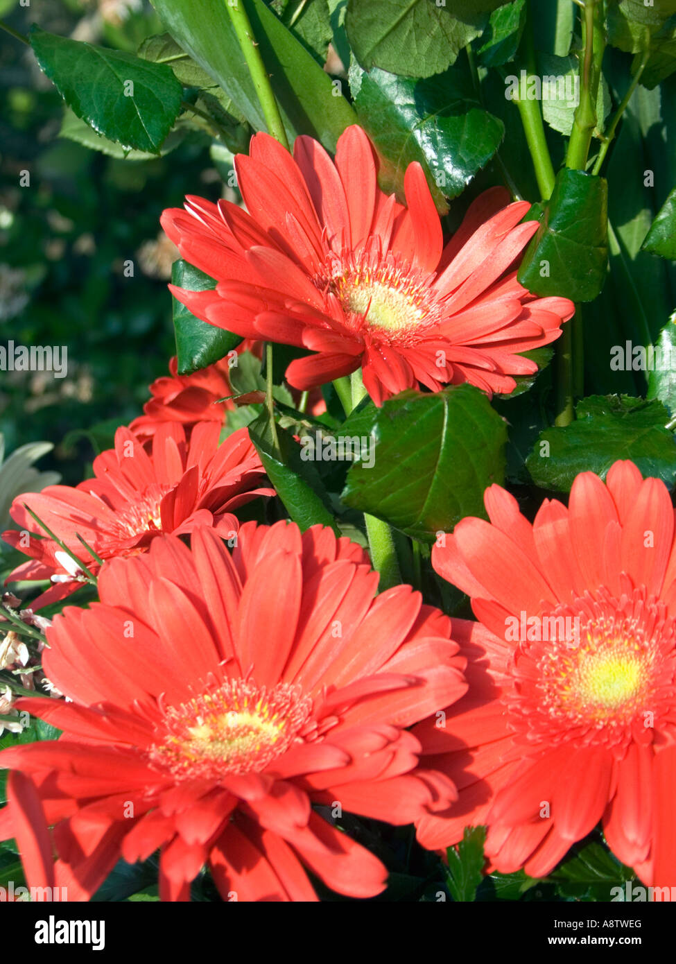 Red Gerber Daisies (Gerbera Stock Photo Alamy