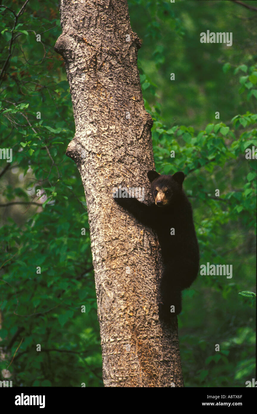 Vince shute wildlife hires stock photography and images Alamy