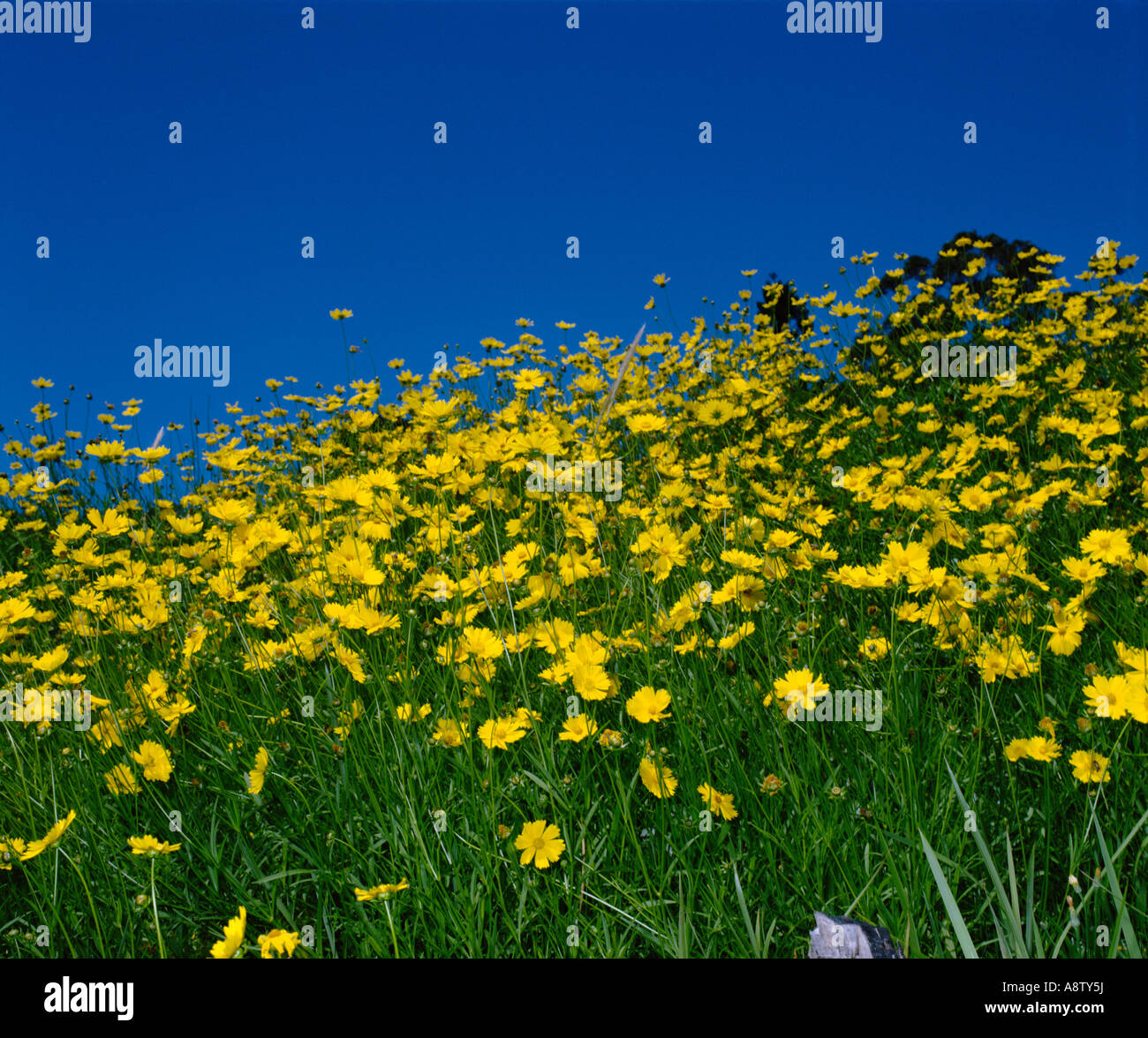 Australia. Field of Coriopsis flowers. Stock Photo