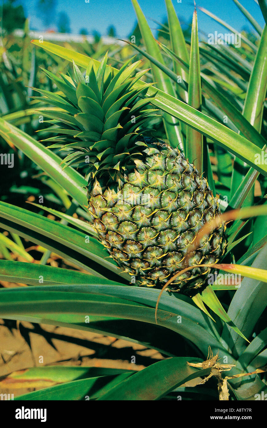 Pineapple plantation queensland hires stock photography and images Alamy