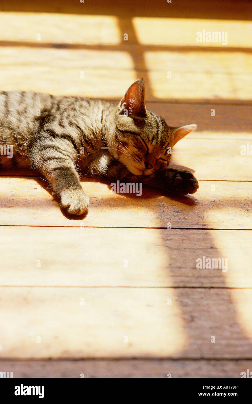 Indoor view of tabby cat asleep on a wooden boarded floor Stock Photo ...