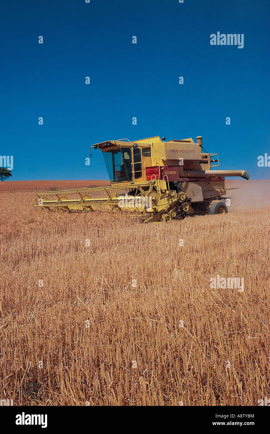 Agriculture. Ripe wheat crop. Combine Harvester. Australia. Stock Photo