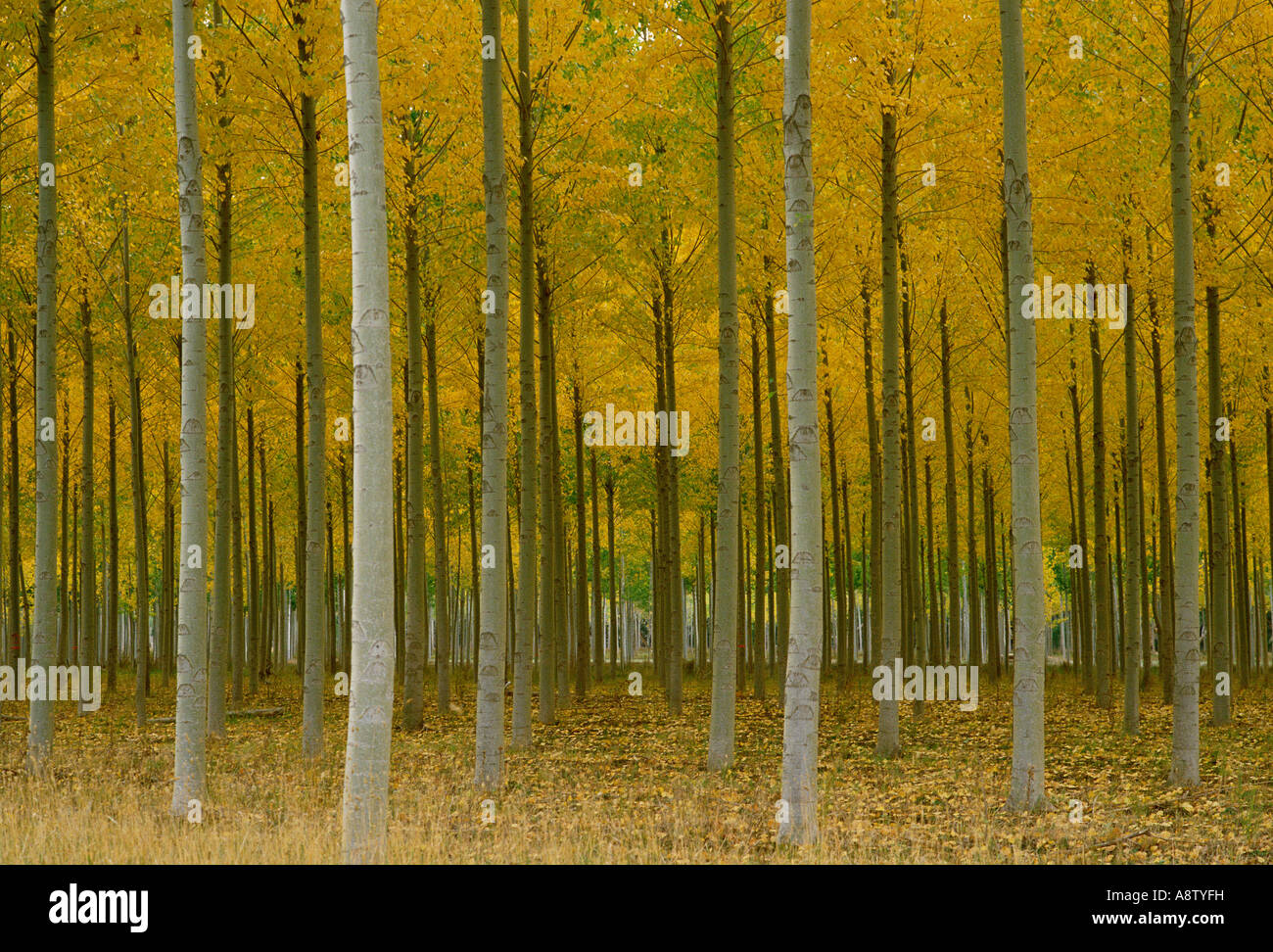 Australia. Poplar trees plantation. Autumn Stock Photo Alamy