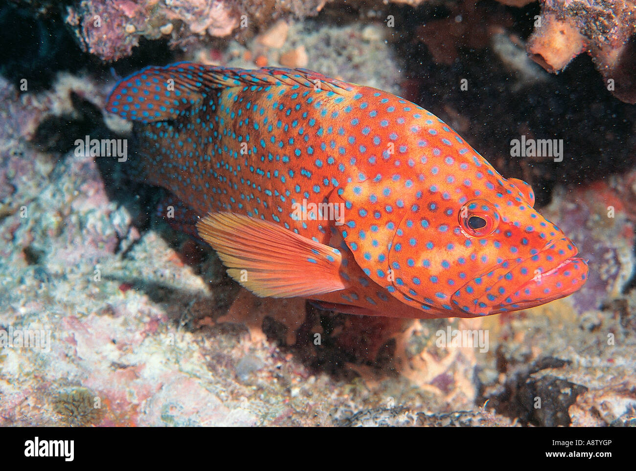 Australia. Wildlife. Queensland. Great Barrier Reef. Fish. Coral Cod. (Serranidae   Cephalopholis miniatus) Stock Photo