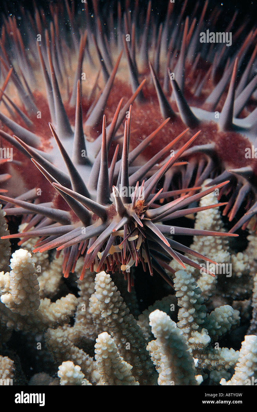 Australia. Queensland. Great Barrier Reef wildlife. Destructive Crown of Thorns star fish feeding on coral. Stock Photo