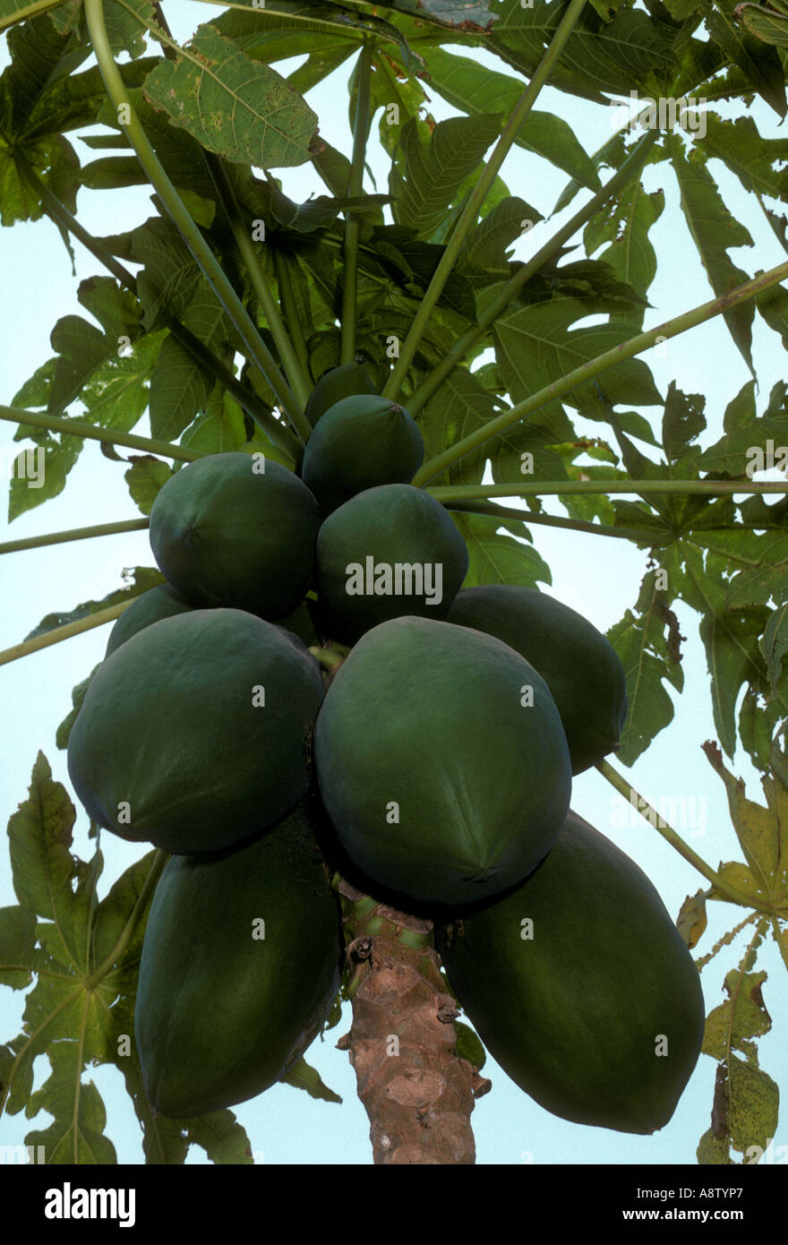 papaya, papayas, Puerto Vallarta, Jalisco State, Mexico Stock Photo