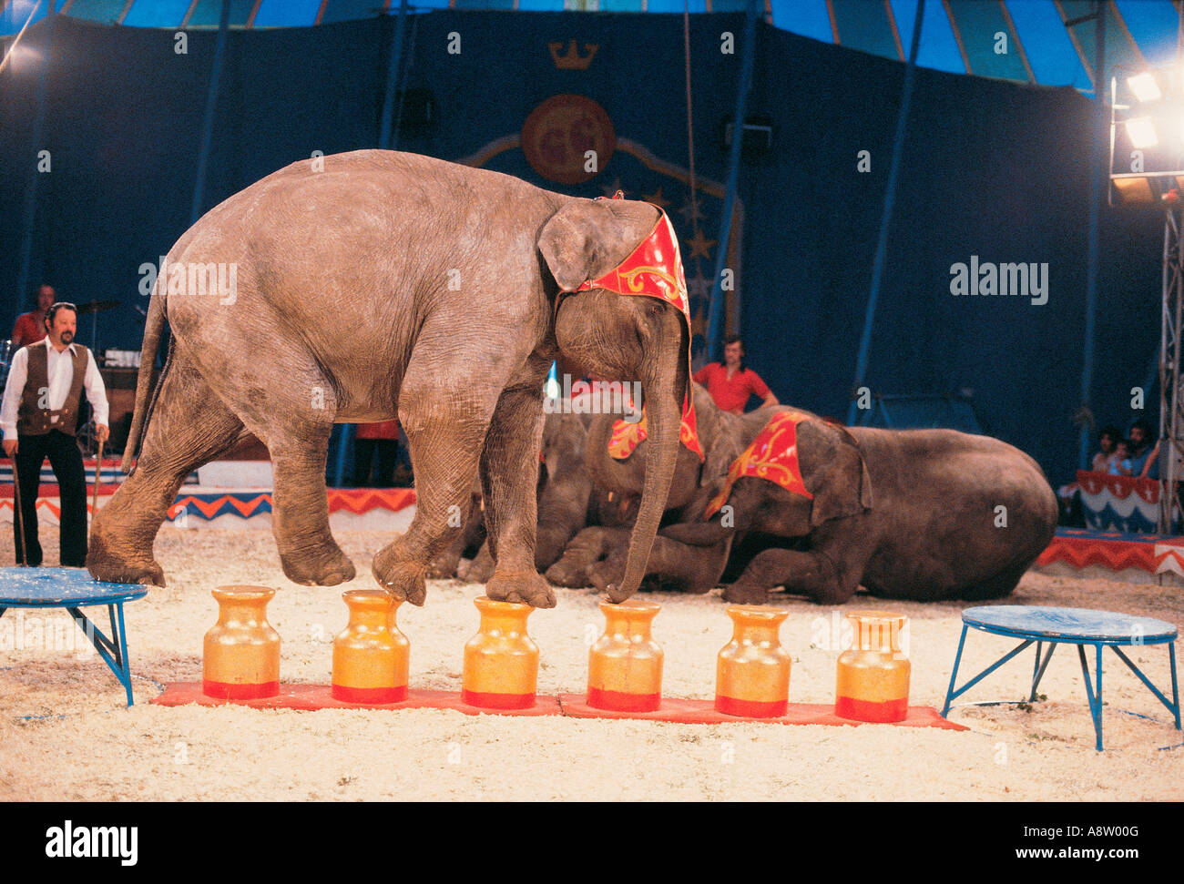 Circus Elephants act with trainer in 'big top'. Stock Photo
