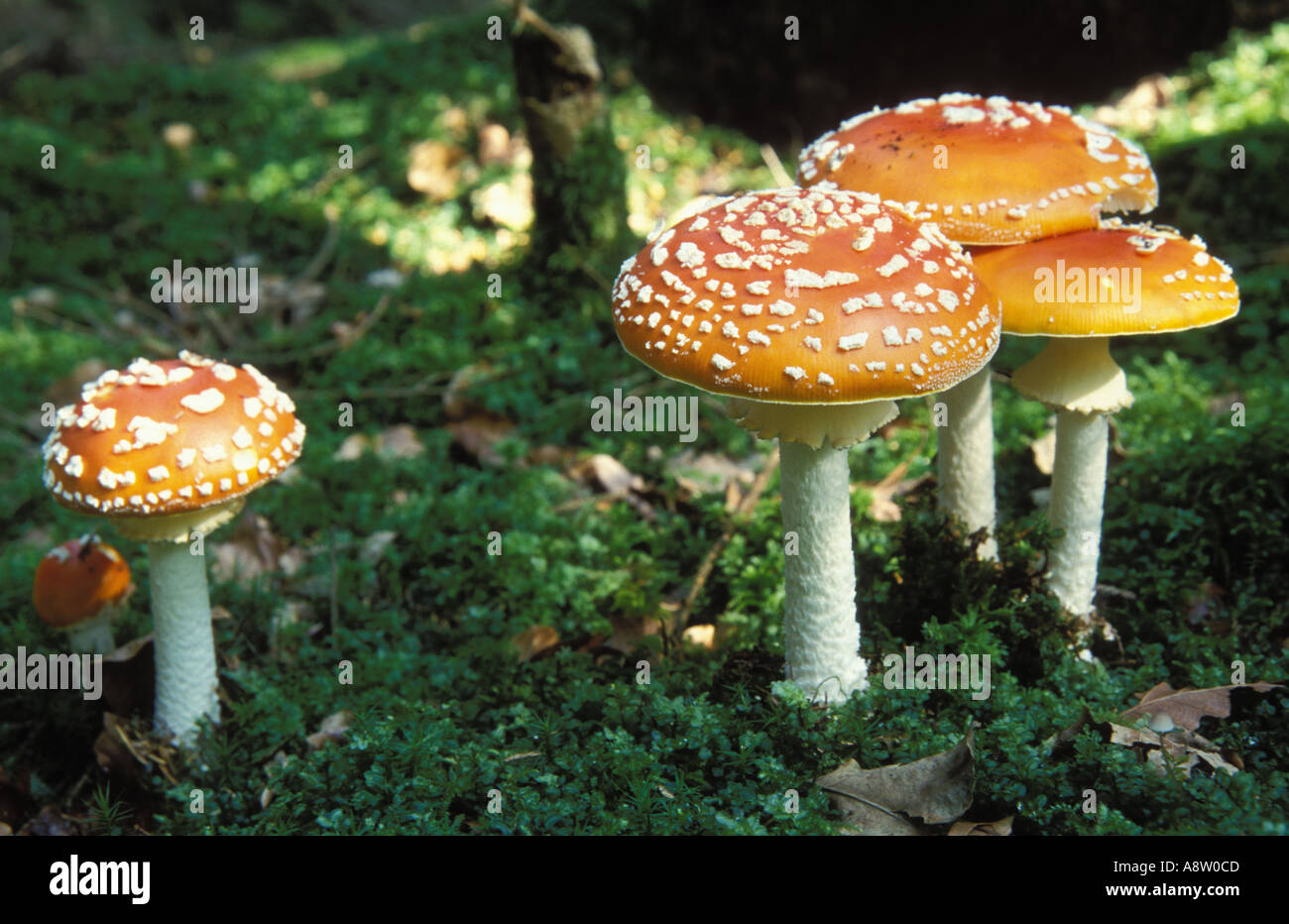 Fly agarics at the ground of the forest Germany Stock Photo