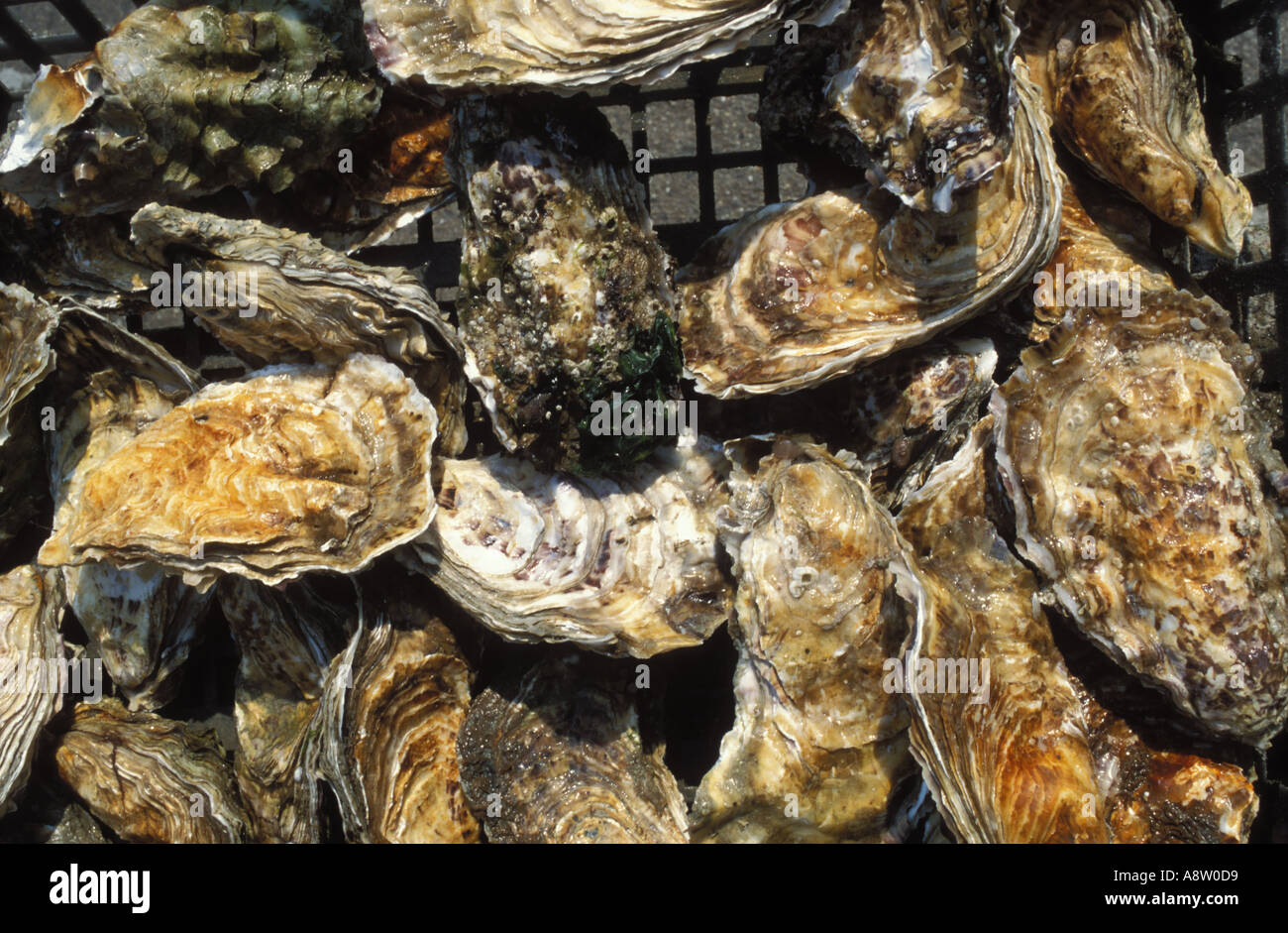 Oysters to buy at Cancale Brittany France Stock Photo Alamy