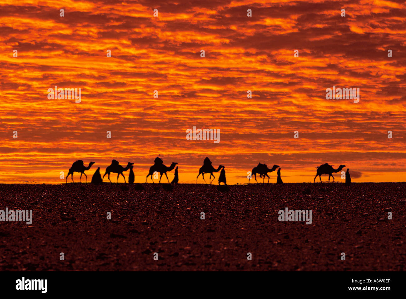 Africa. Sahara region. Silhouette of Bedouin camel train on desert horizon at sunset. Stock Photo