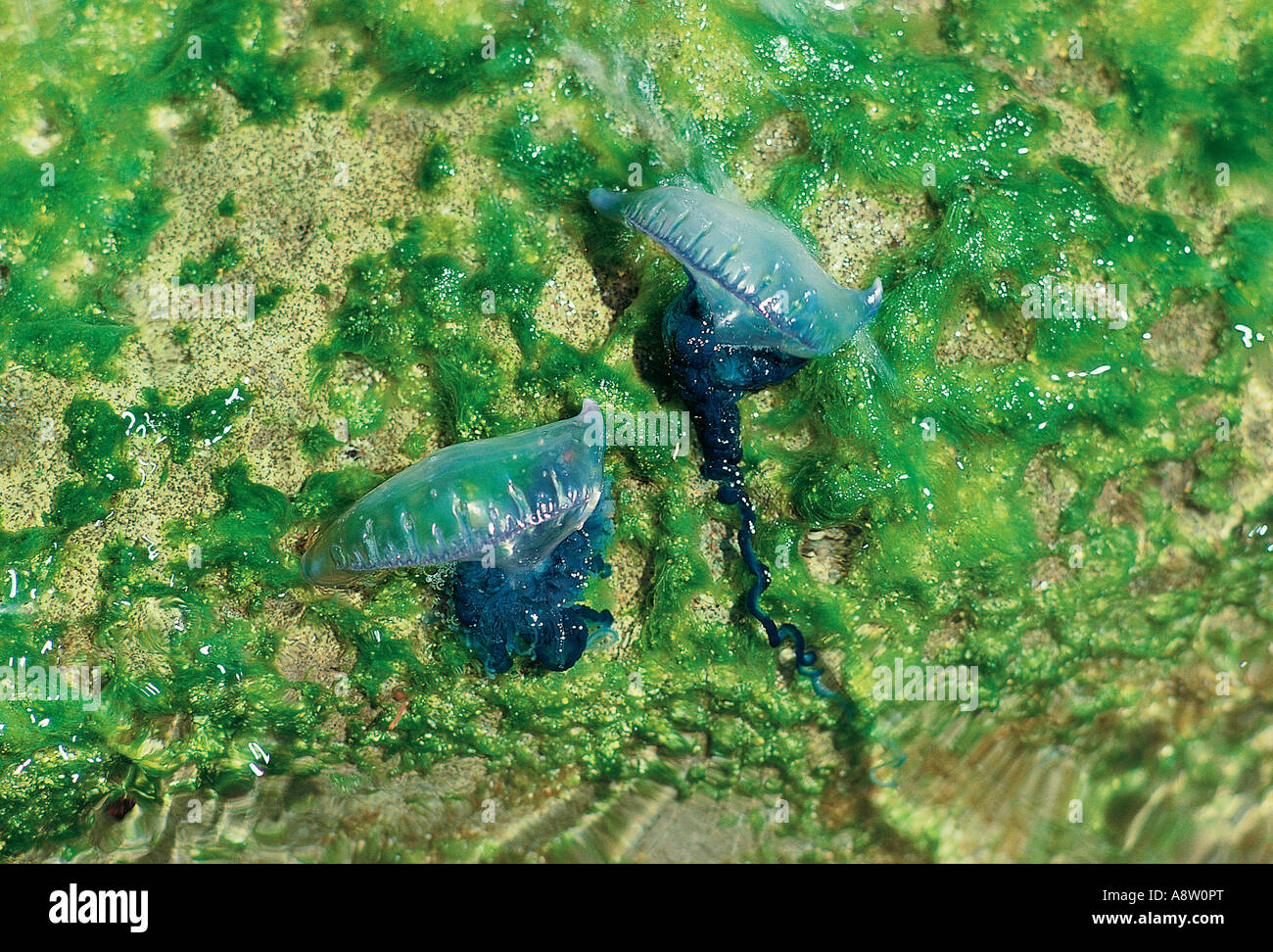 Wildlife. Seashore. Bluebottle Jellyfish and seaweed. Physalia utriculus. Pacific man of war. Australia Stock Photo