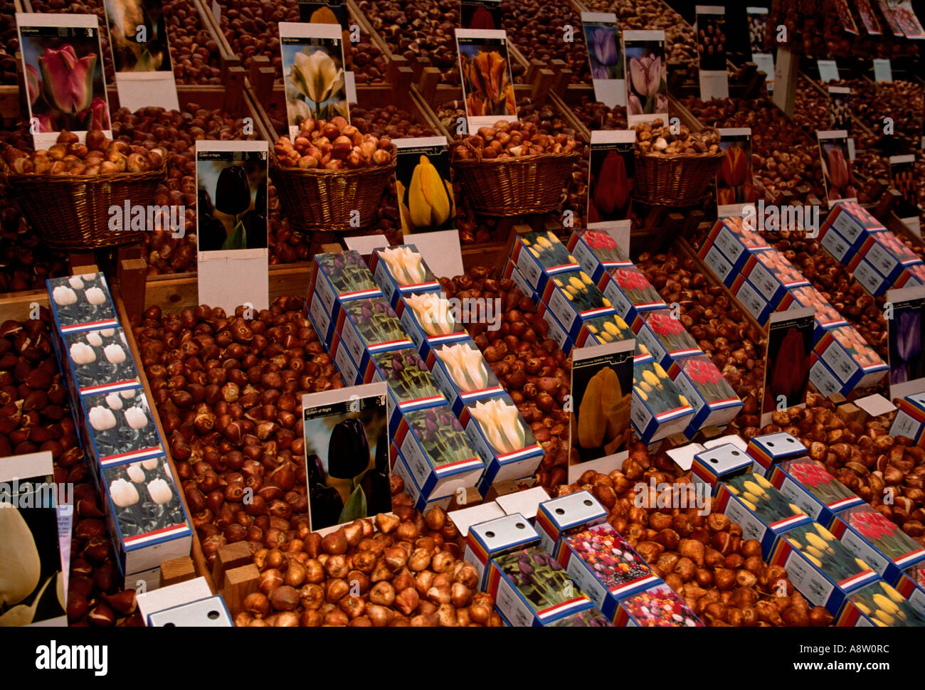 tulip bulb, tulip bulbs, flower vendor, flower market, The Singel, Amsterdam, Holland, Netherlands, Europe Stock Photo