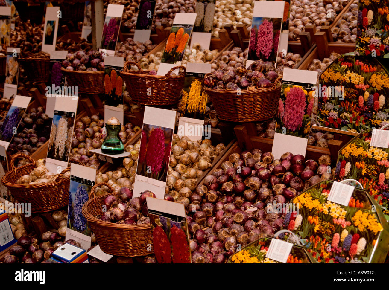 tulip bulb, tulip bulbs, flower vendor, flower market, The Singel, Amsterdam, Holland, Netherlands, Europe Stock Photo