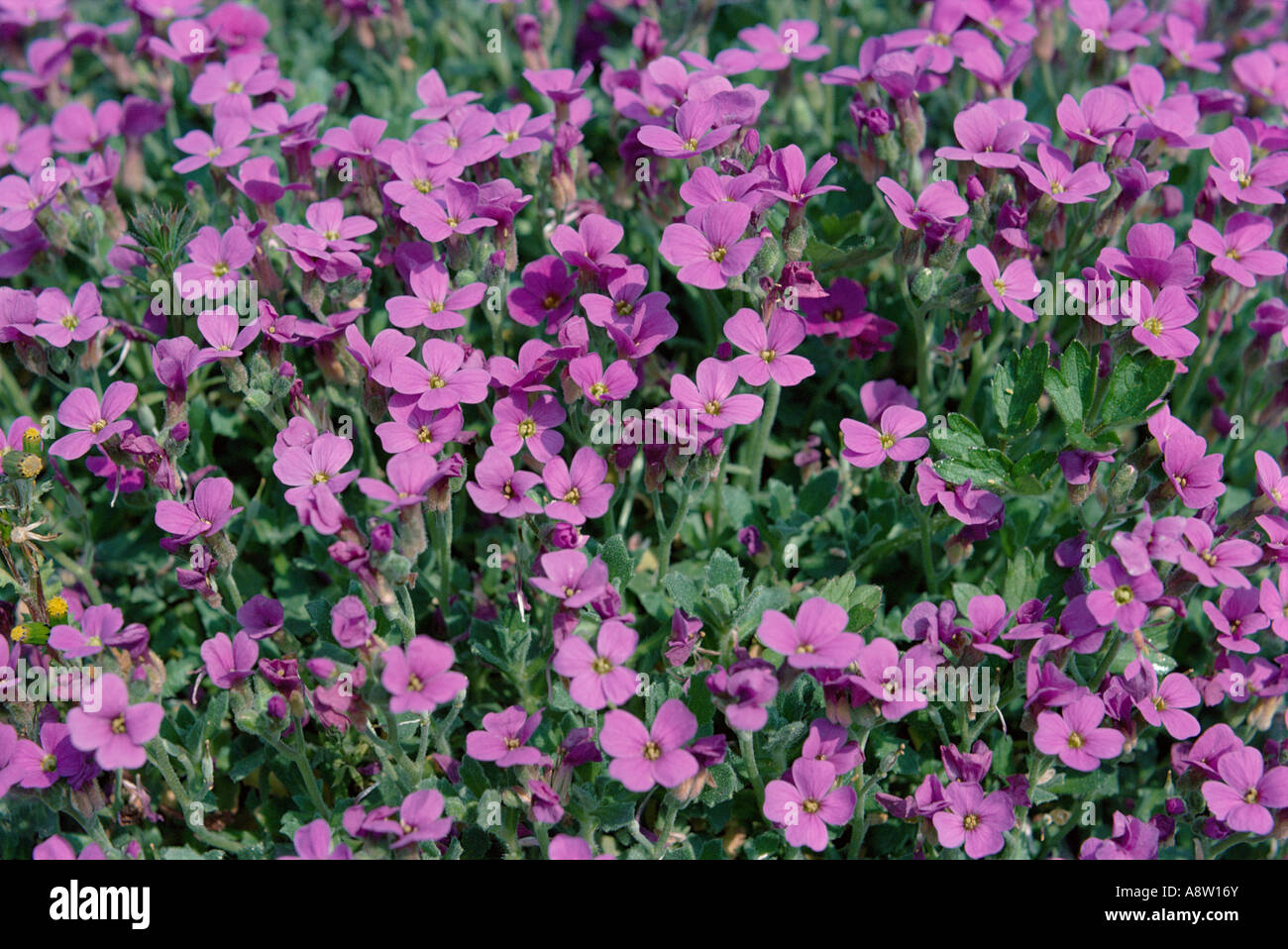 English Garden. Purple / mauve flowers growing. Aubrieta species. "Doctor Mules" Stock Photo