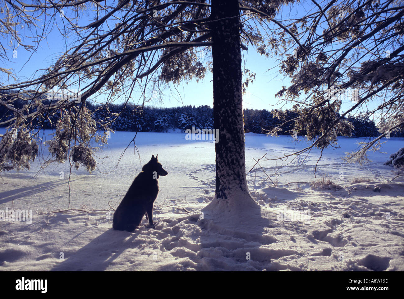 Dog guarding sitting in snow under tree pet animal faithful dog posing for photo Stock Photo