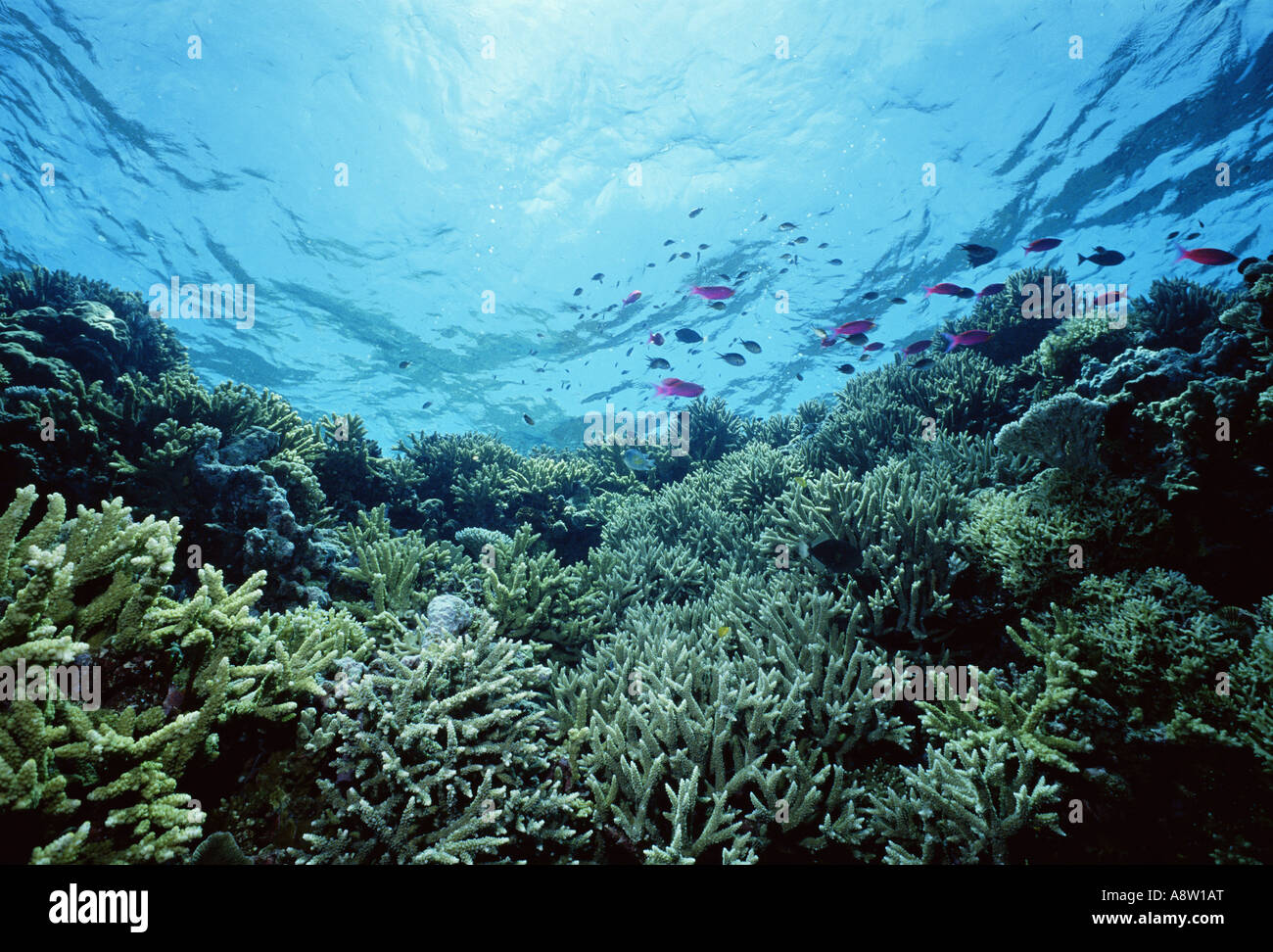 Travel Papua New Guinea Coral reef Underwater Stock Photo