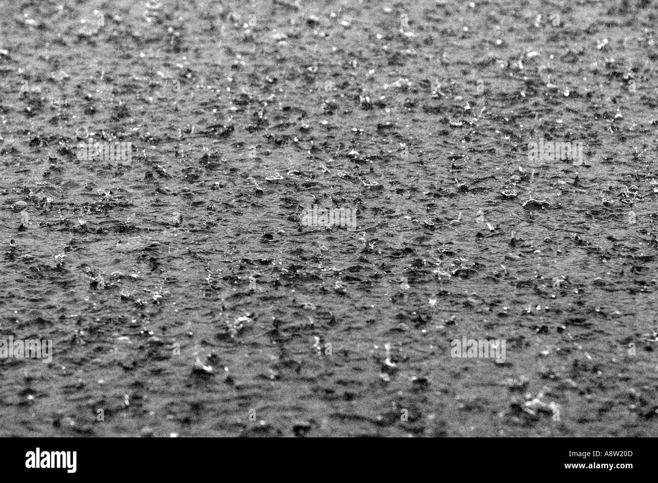 Heavy rain raining in a puddle of water during a storm Stock Photo Alamy
