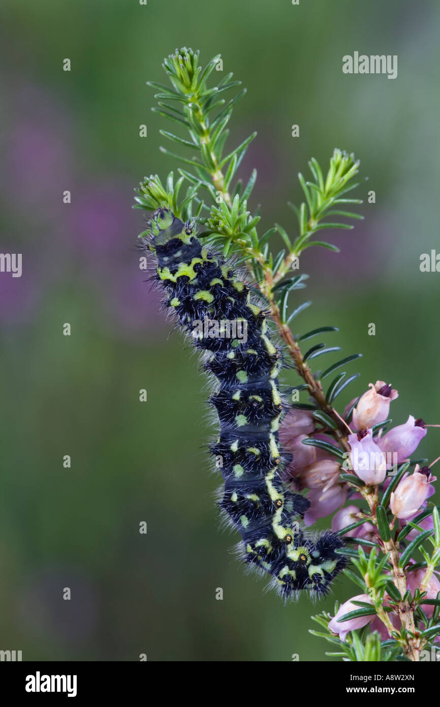 Emperor Moth Saturnia pavonia larva feeding on heather potton ...
