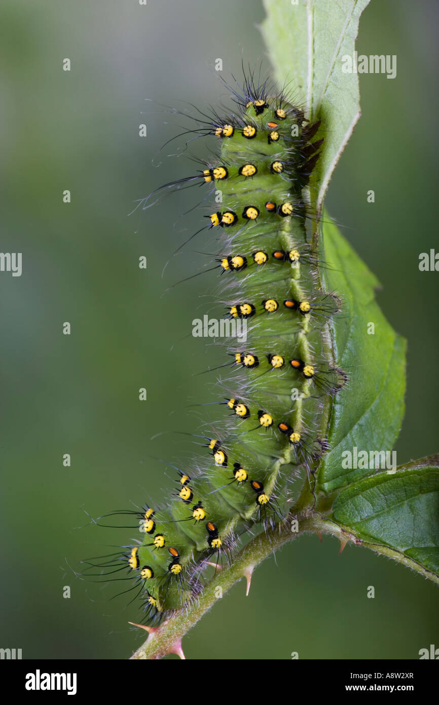 Emperor Moth Saturnia pavonia larva feeding on bramble poton bedfordshire Stock Photo