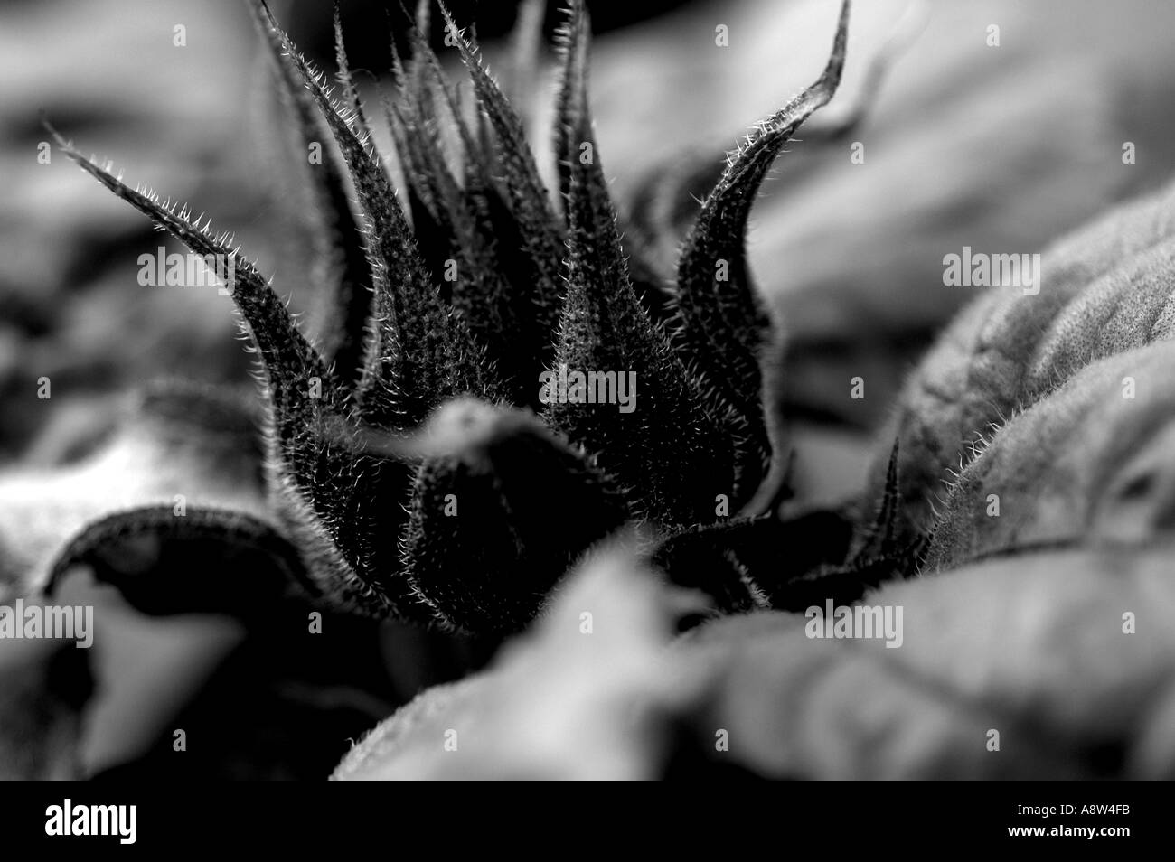 Bud white Black and White Stock Photos & Images Alamy